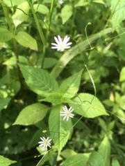 Stellaria graminea