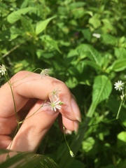 Stellaria graminea