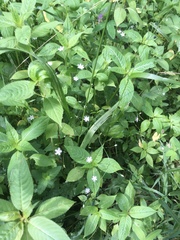 Stellaria graminea