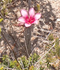Tritonia squalida