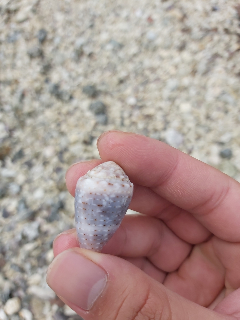 Coronated cone