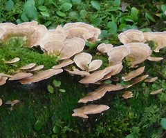 Fungi