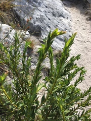 Liparia splendens splendens