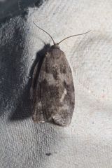 Choristoneura conflictana