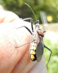 Rhynocoris segmentarius
