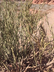 Senna crassiramea