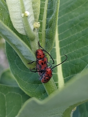 Tetraopes tetrophthalmus