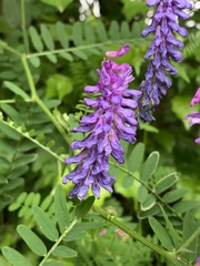 Vicia cracca