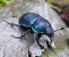 Phelotrupes auratus