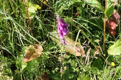 Digitalis purpurea
