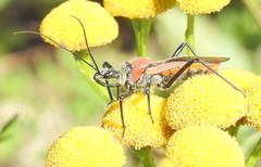 Rhynocoris segmentarius