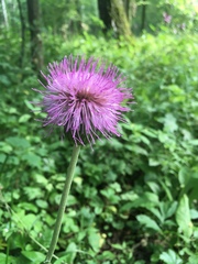 Cirsium heterophyllum