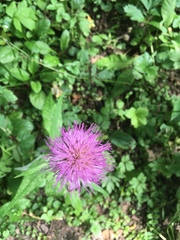 Cirsium heterophyllum