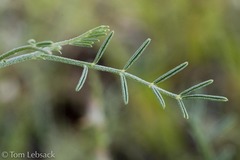 Astragalus gracilis