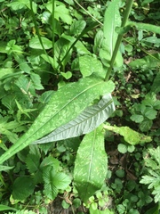 Cirsium heterophyllum