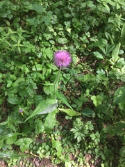 Cirsium heterophyllum