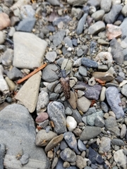 Anthophylax attenuatus