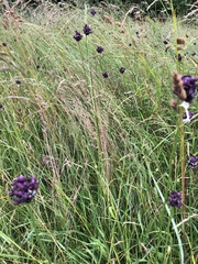 Allium