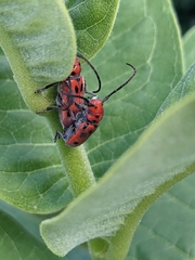 Tetraopes tetrophthalmus