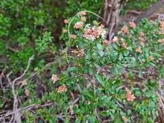 Pomaderris obcordata