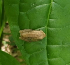 Polypedates leucomystax