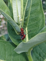 Tetraopes tetrophthalmus