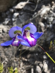 Disa graminifolia