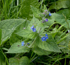 Pentaglottis sempervirens