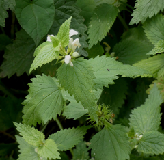 Lamium album