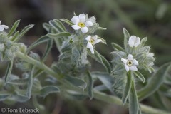 Oreocarya suffruticosa
