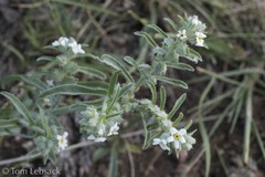 Oreocarya suffruticosa