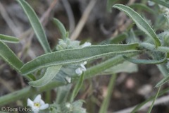 Oreocarya suffruticosa