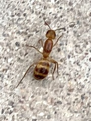 Camponotus festinatus