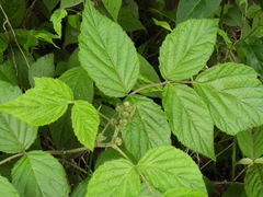 Rubus parviaraliifolius