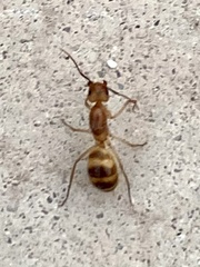 Camponotus festinatus