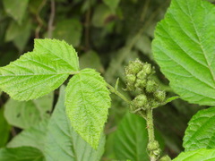 Rubus parviaraliifolius
