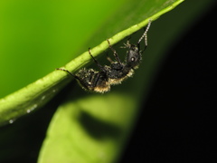 Camponotus mus