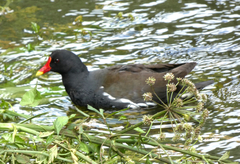 Gallinula chloropus