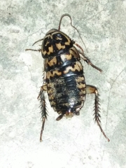 Neostylopyga rhombifolia