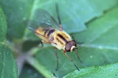 Thereva aurata