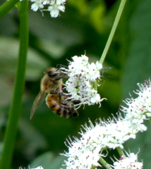 Apis mellifera
