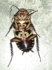 Neostylopyga rhombifolia