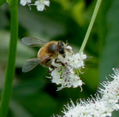 Apis mellifera