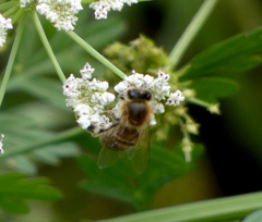 Apis mellifera