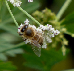 Apis mellifera