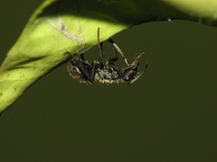 Camponotus mus