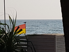 Corvus splendens protegatus