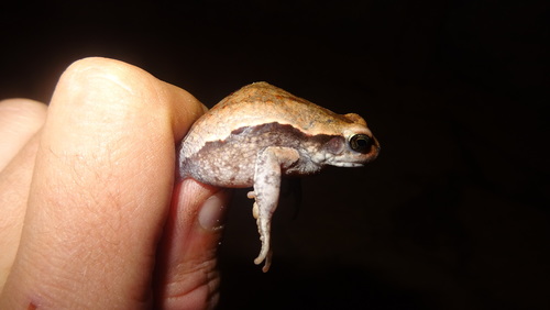 African Red Toad