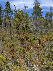 Cupressus pygmaea