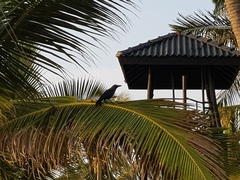 Corvus splendens protegatus